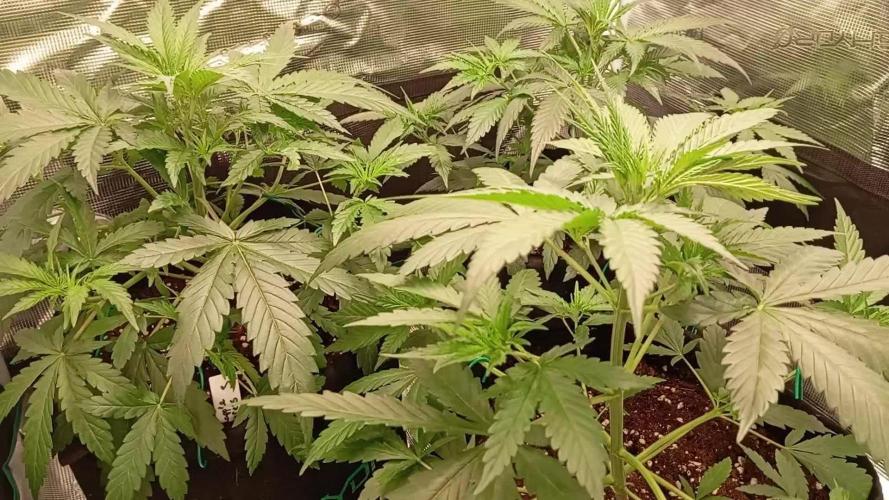 🍍FB42🍍- indoor grow 4