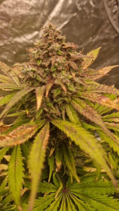 🍌🍋FB42🍒🍪 - Indoor grow 3
