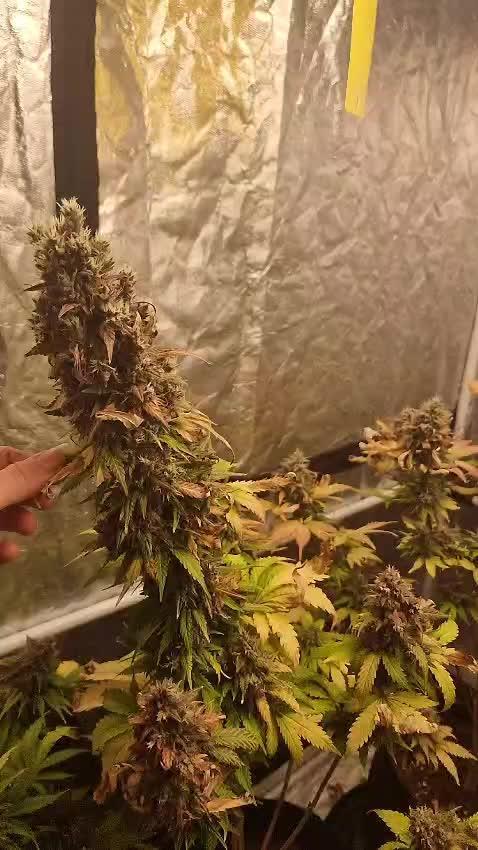 🍌🍋FB42🍒🍪 - Indoor grow 3