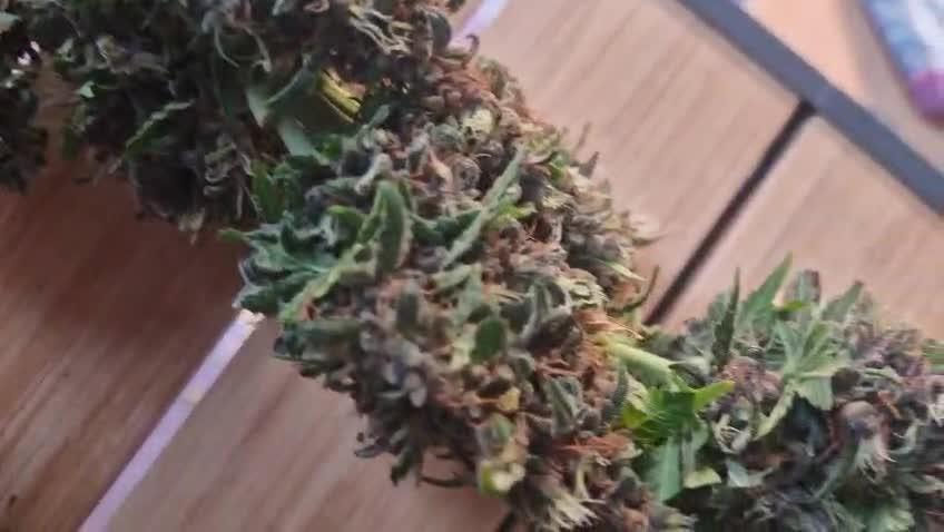 🍌🍋FB42🍒🍪 - Indoor grow 3
