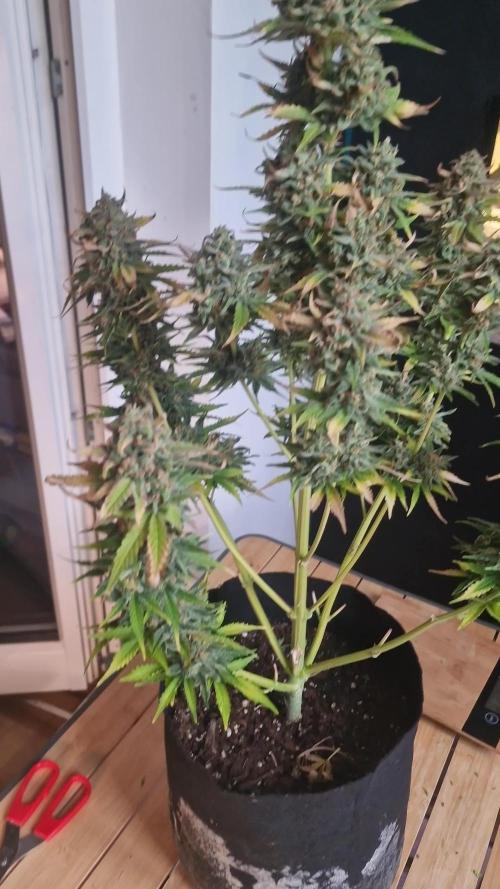 🍌🍋FB42🍒🍪 - Indoor grow 3