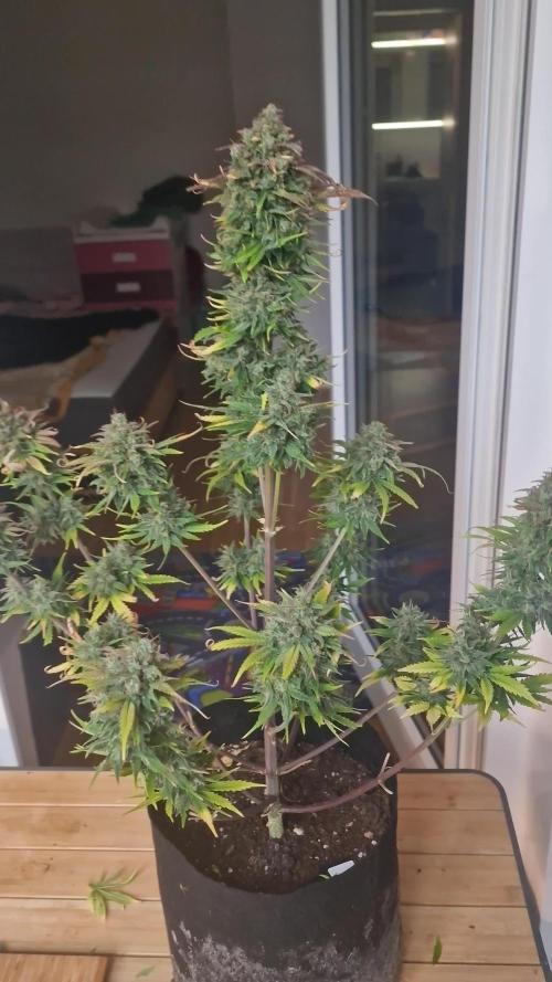 🍌🍋FB42🍒🍪 - Indoor grow 3