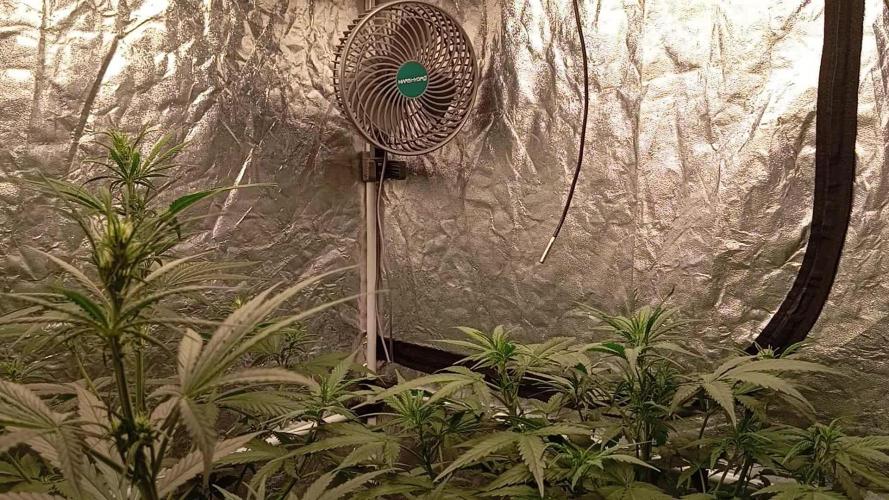 🍍FB42🍍- indoor grow 4