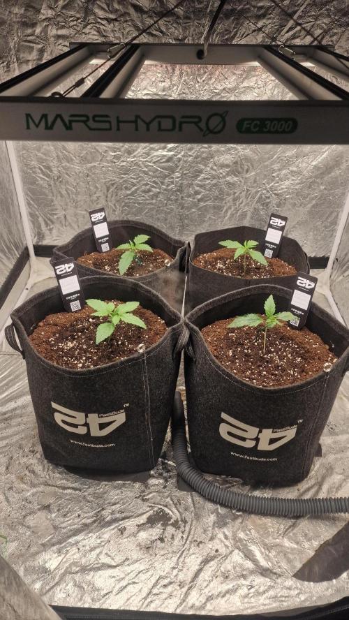 FB42 - Z-up x 4. Week 2