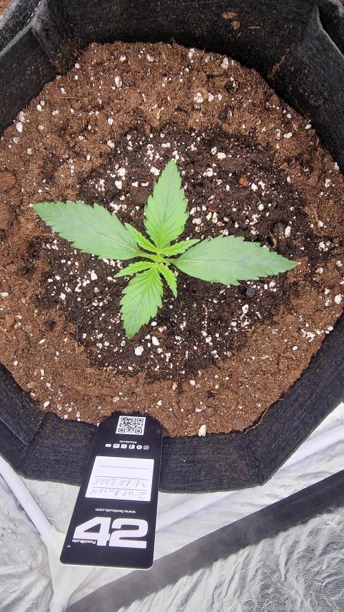 FB42 - Z-up x 4. Week 2