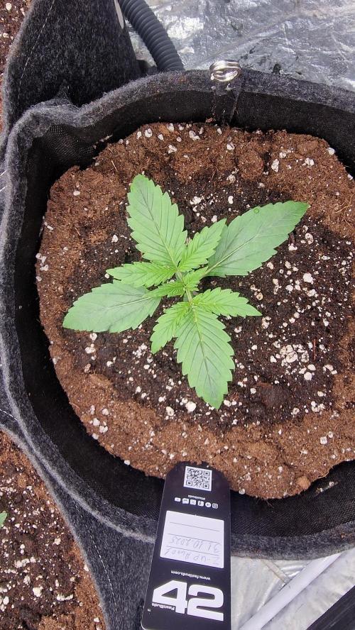 FB42 - Z-up x 4. Week 2