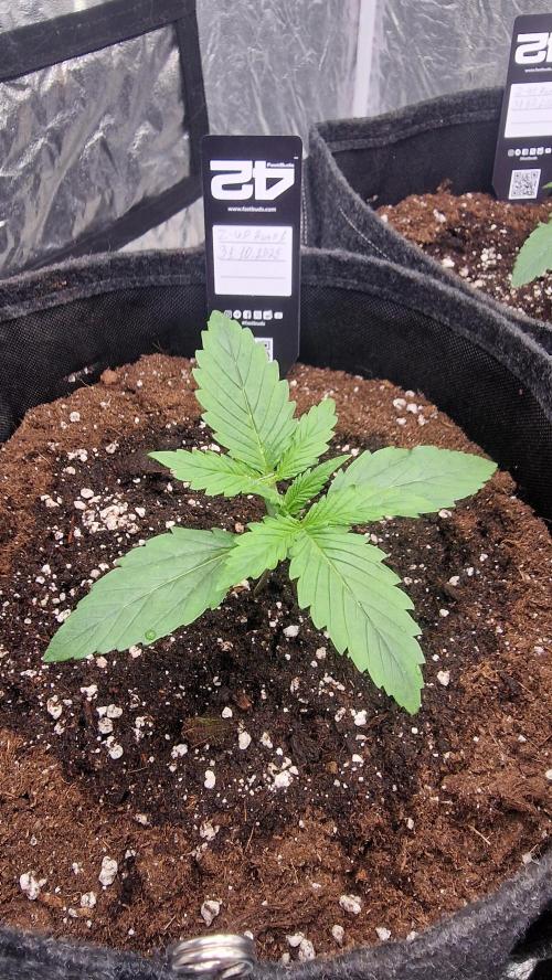 FB42 - Z-up x 4. Week 2