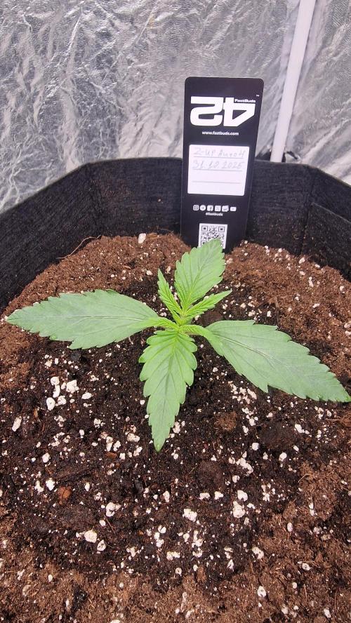 FB42 - Z-up x 4. Week 2