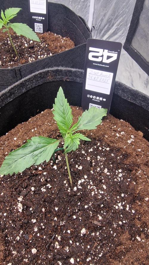 FB42 - Z-up x 4. Week 2