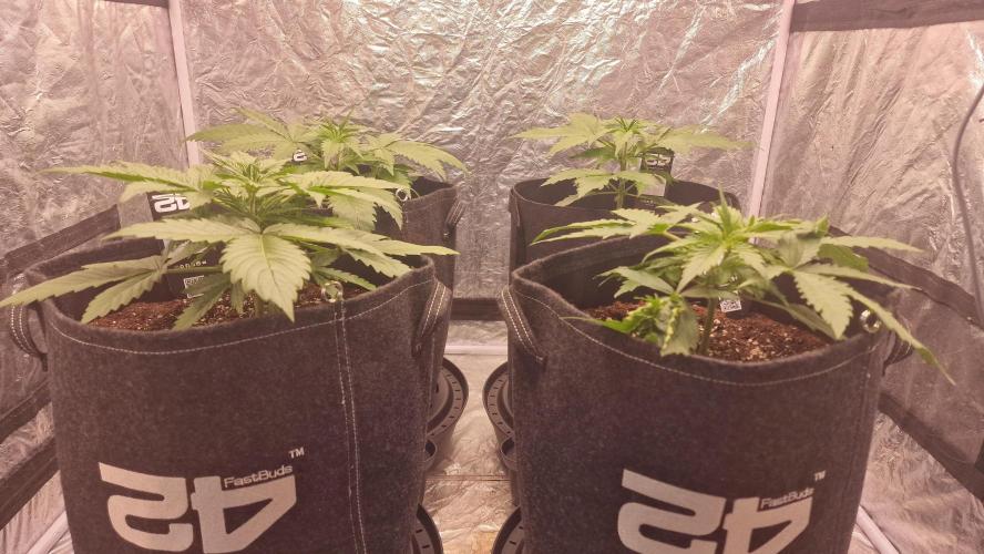 FB42 - Z-up x 4. Week 3