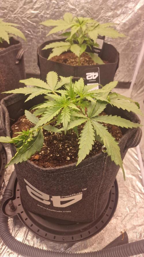 FB42 - Z-up x 4. Week 3