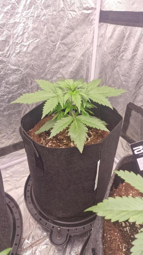 FB42 - Z-up x 4. Week 3