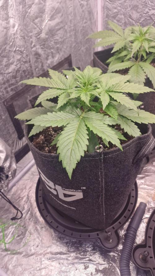 FB42 - Z-up x 4. Week 3