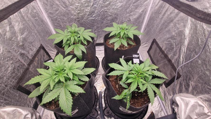 FB42 - Z-up x 4. Week 3