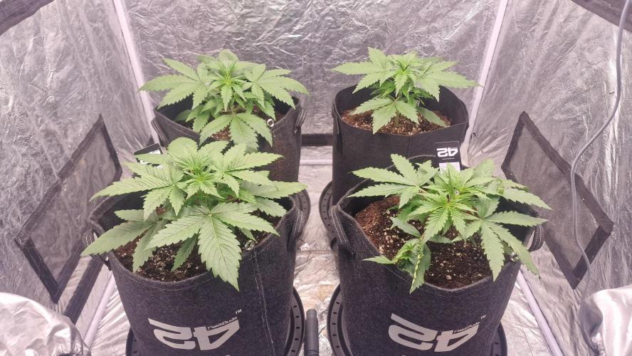 FB42 - Z-up x 4. Week 3