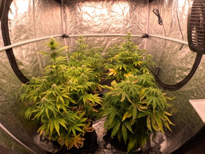 FB42 - Z-up x 4. Week 6