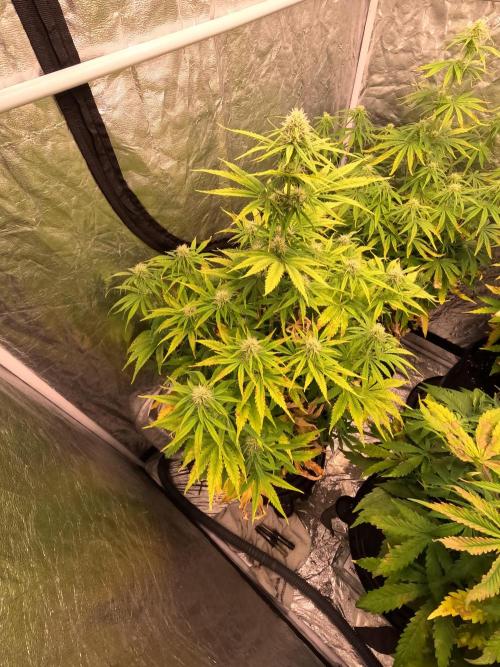 FB42 - Z-up x 4. Week 6