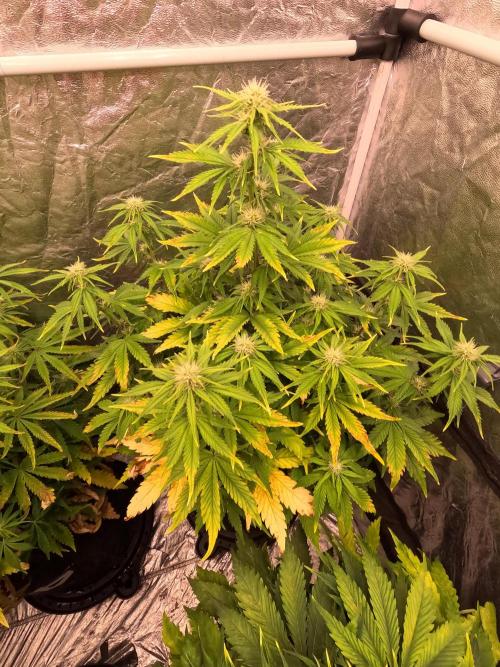 FB42 - Z-up x 4. Week 6