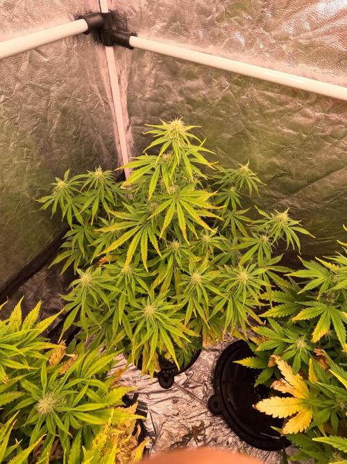 FB42 - Z-up x 4. Week 6