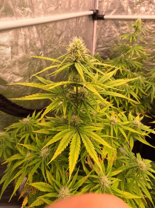 FB42 - Z-up x 4. Week 6