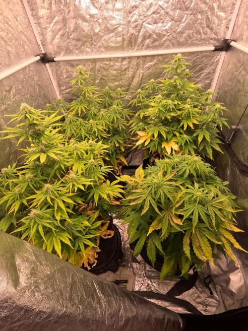 FB42 - Z-up x 4. Week 6