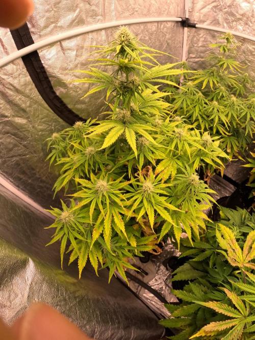 FB42 - Z-up x 4. Week 6