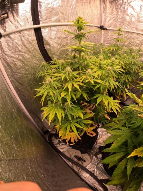 FB42 - Z-up x 4. Week 6