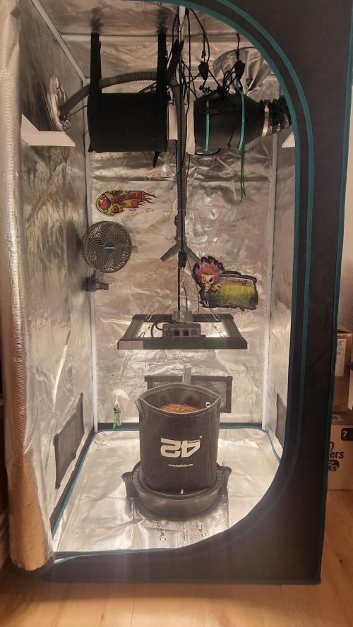 One plant one tent - Gorilla Z FB42. Week 1