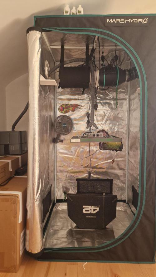 One plant one tent - Gorilla Z FB42. Week 1