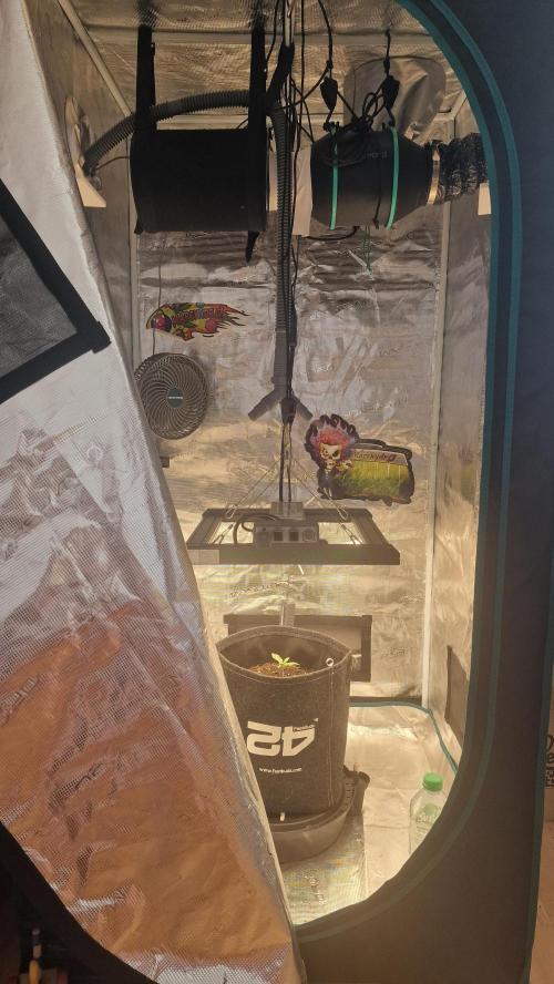 One plant one tent - Gorilla Z FB42. Week 1