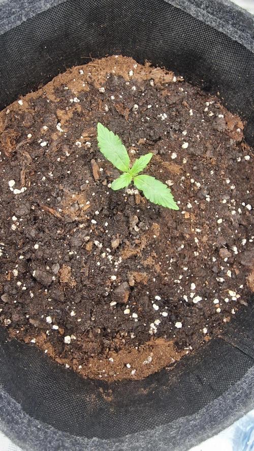 One plant one tent - Gorilla Z FB42. Week 1