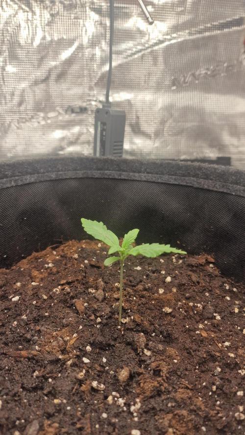 One plant one tent - Gorilla Z FB42. Week 1