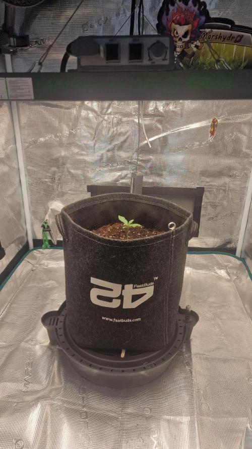 One plant one tent - Gorilla Z FB42. Week 1