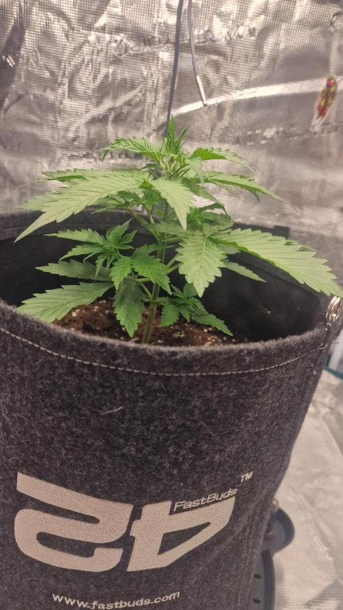 One plant one tent - Gorilla Z FB42. Week 2