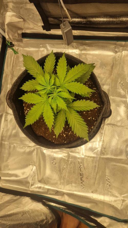 One plant one tent - Gorilla Z FB42. Week 2