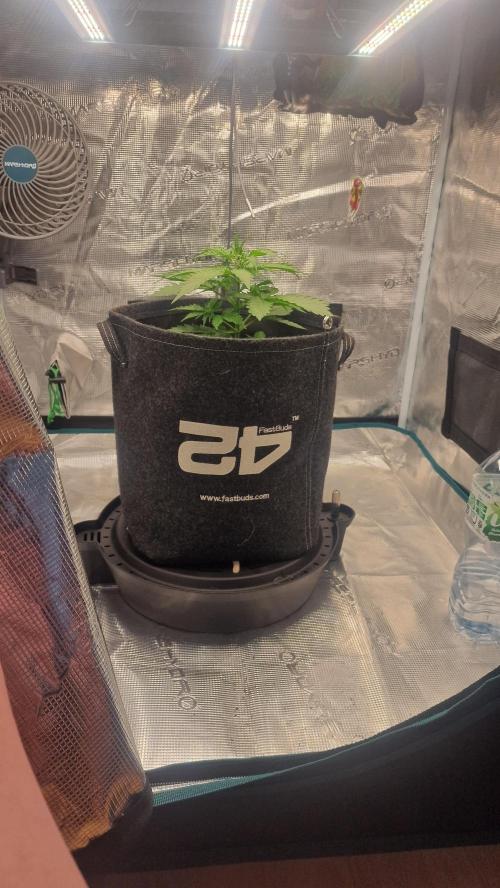 One plant one tent - Gorilla Z FB42. Week 2