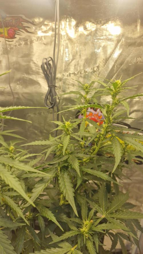 One plant one tent - Gorilla Z FB42. Week 5