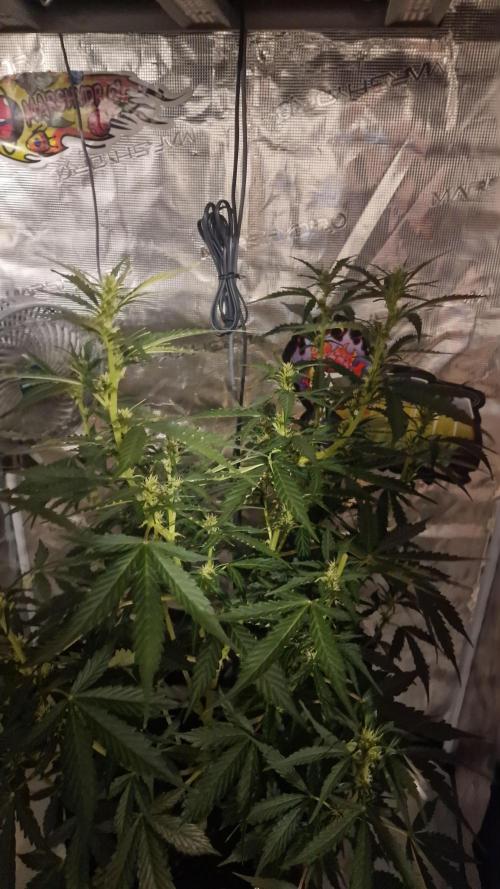 One plant one tent - Gorilla Z FB42. Week 5