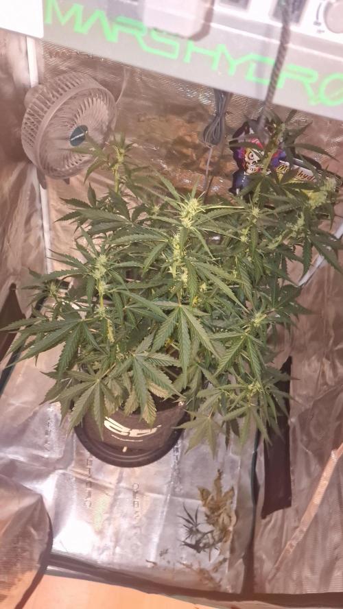 One plant one tent - Gorilla Z FB42. Week 5