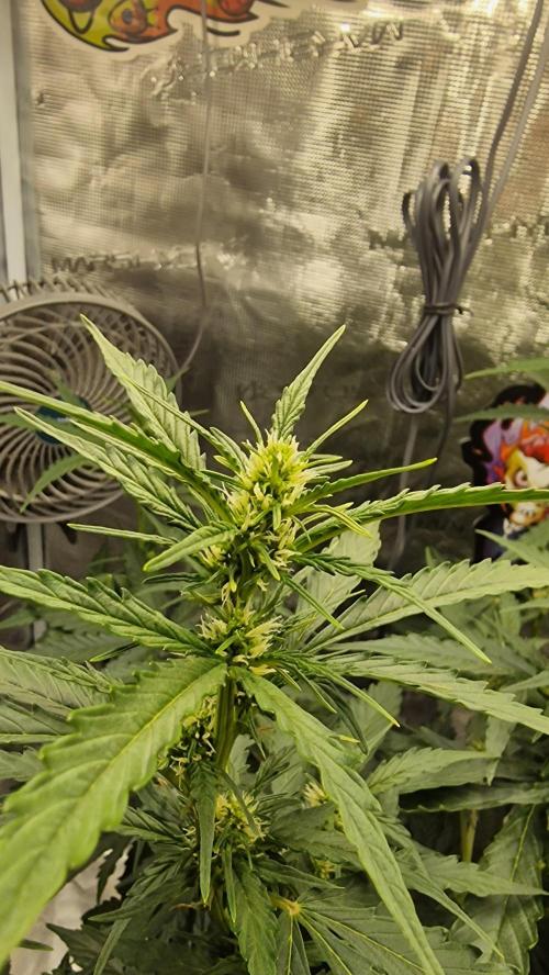 One plant one tent - Gorilla Z FB42. Week 5