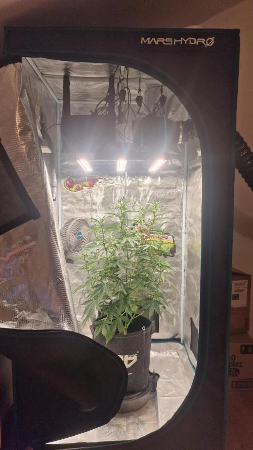 Gorilla Z Auto. Week 5