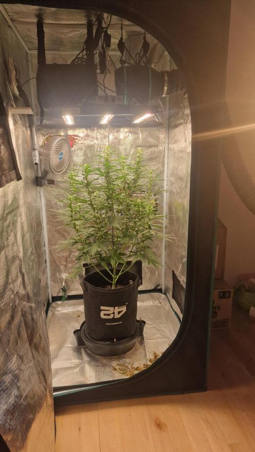 One plant one tent - Gorilla Z FB42. Week 7