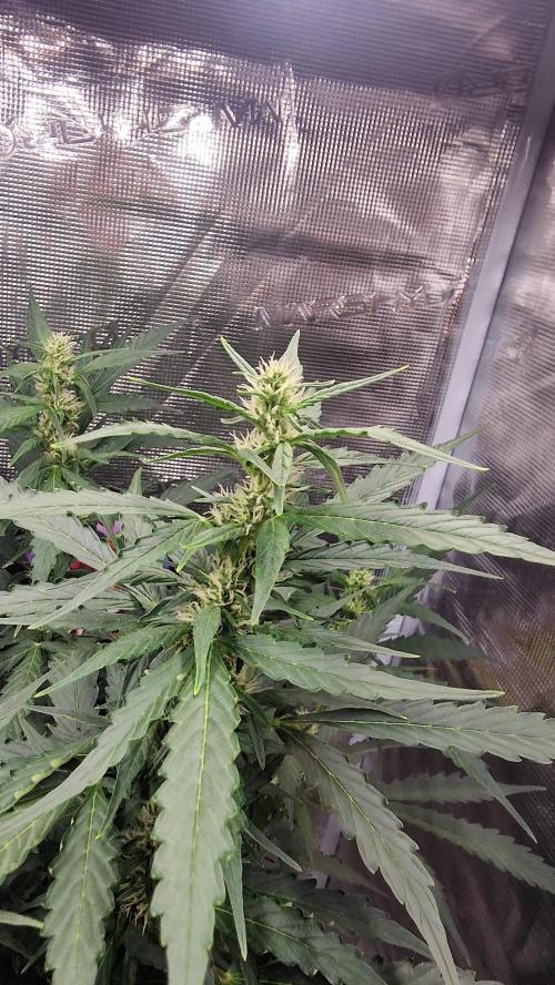 One plant one tent - Gorilla Z FB42. Week 7