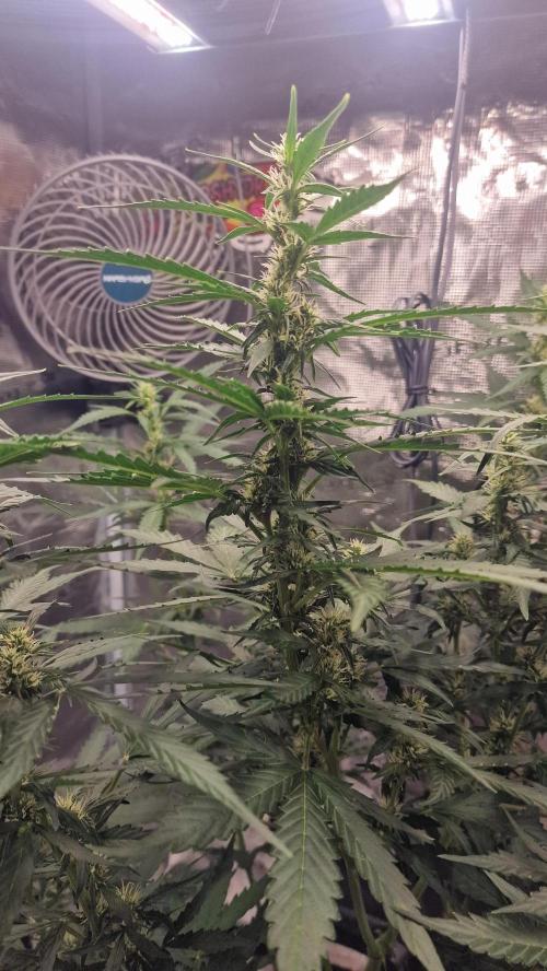 One plant one tent - Gorilla Z FB42. Week 7