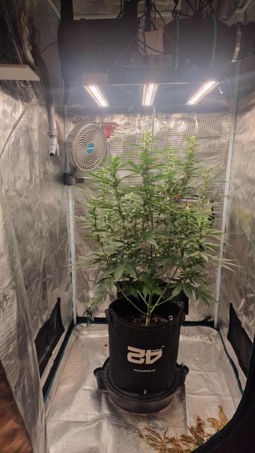One plant one tent - Gorilla Z FB42. Week 7