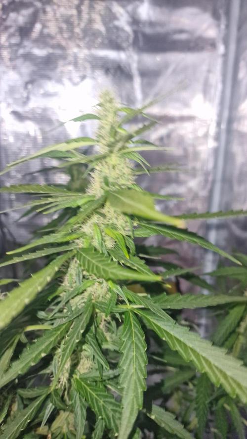 One plant one tent - Gorilla Z FB42. Week 8