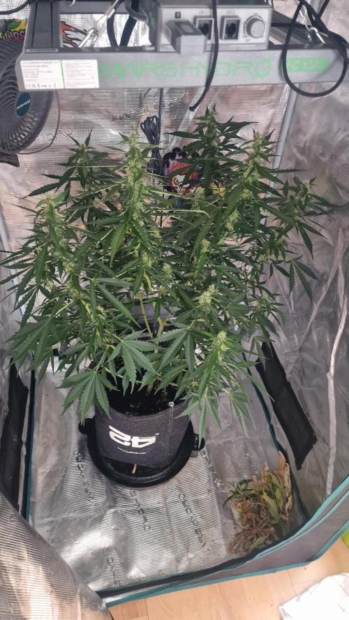 One plant one tent - Gorilla Z FB42. Week 8