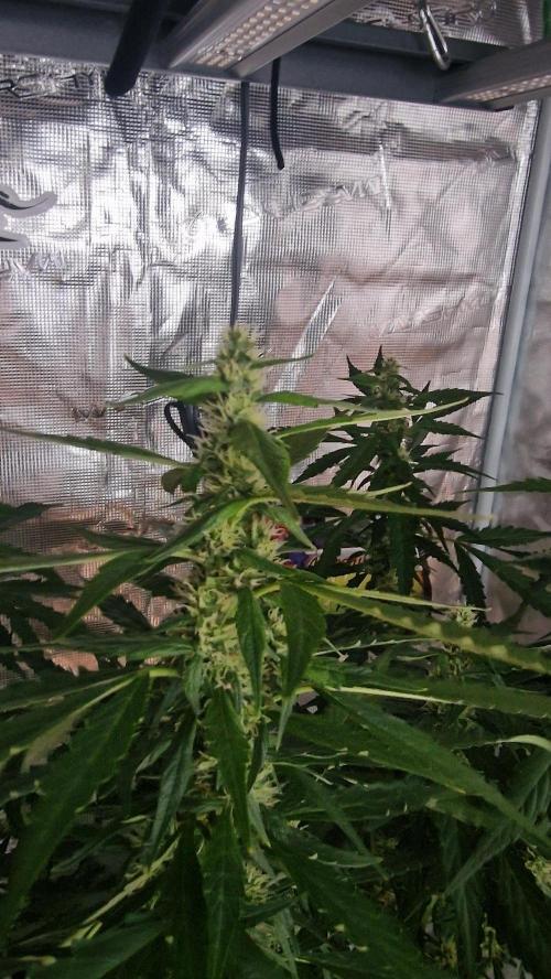 One plant one tent - Gorilla Z FB42. Week 8