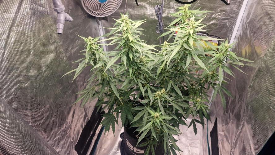 Gorilla Z Auto. Week 8