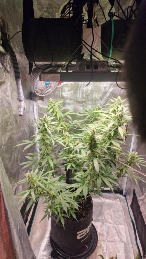 One plant one tent - Gorilla Z FB42. Week 9